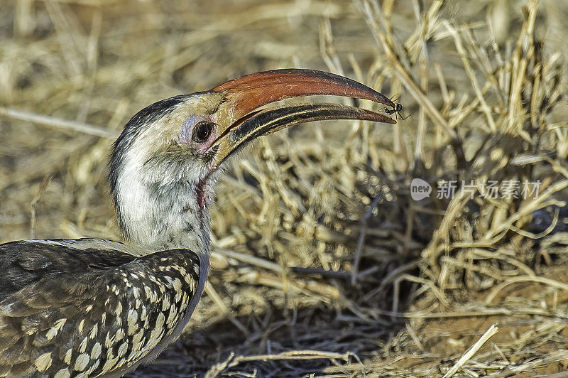 北方红嘴犀鸟(Tockus erythrorhynchus)是一种相对较小的犀鸟物种，发现于撒哈拉以南非洲的稀树大草原和林地。肯尼亚桑布鲁国家保护区。吃一个bug。